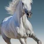 Horses fliistekk 100x140cm